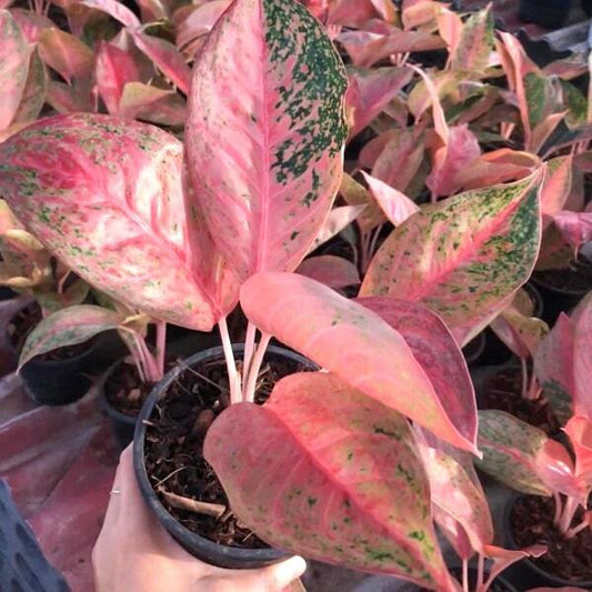 Aglaonema MONGKOL MANEE (SEXY LEA)