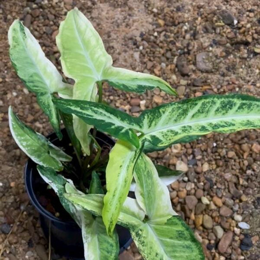 Syngonium ANGUSTATUM VAR
