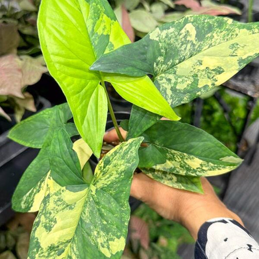 Syngonium AUREA VAR