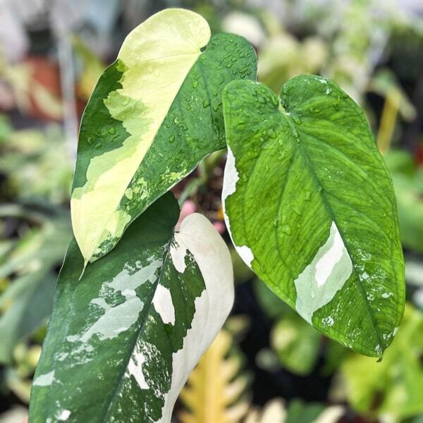 Syngonium CHIAPENSE VAR