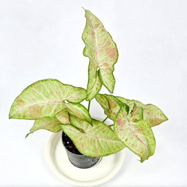 Syngonium CONFETTI
