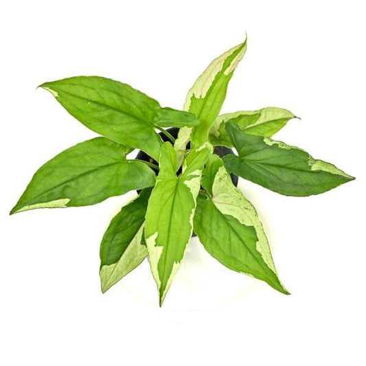Syngonium ECLIPSE VAR