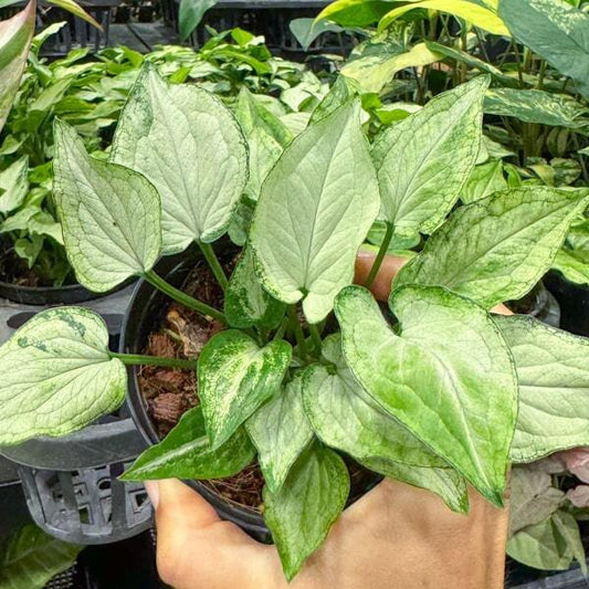 Syngonium MOUSE EARS