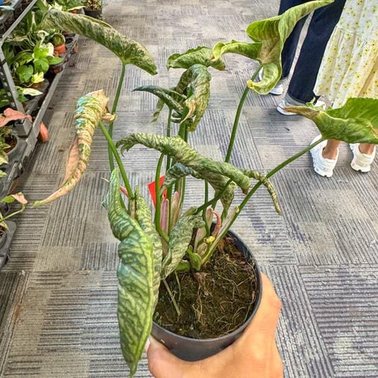 Syngonium PINK ROLLI