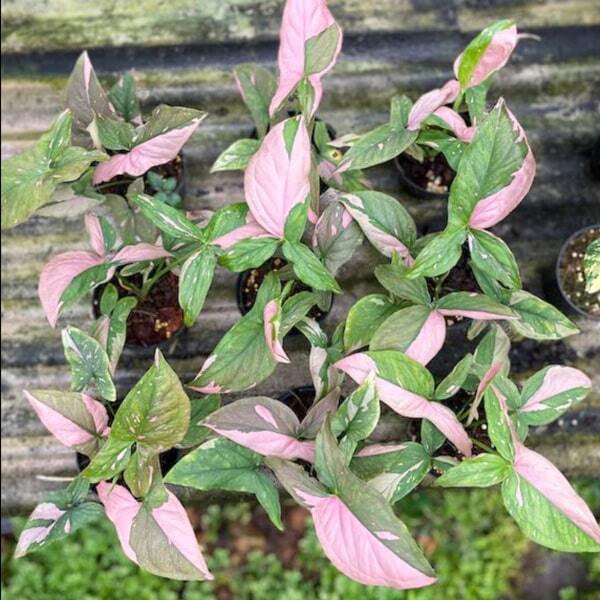 Syngonium PINK SPLASH