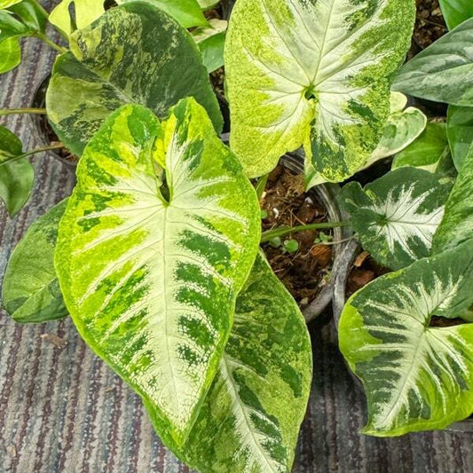 Syngonium SCRAMBLED EGGS/WENDLANDII VAR