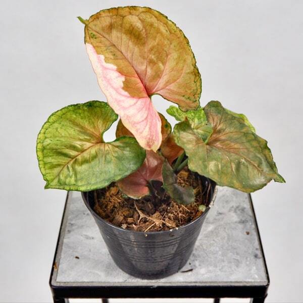 Syngonium STRAWBERRY ICE JAPAN