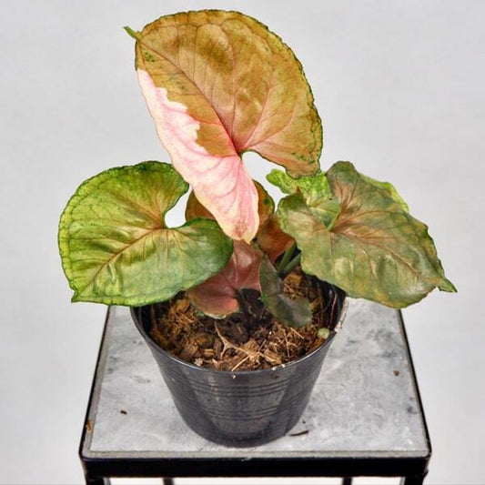 Syngonium STRAWBERRY ICE JAPAN