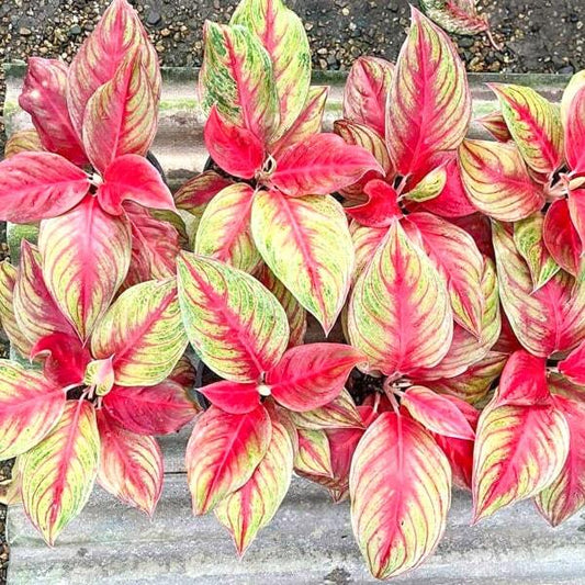Aglaonema SHAKUNTALA