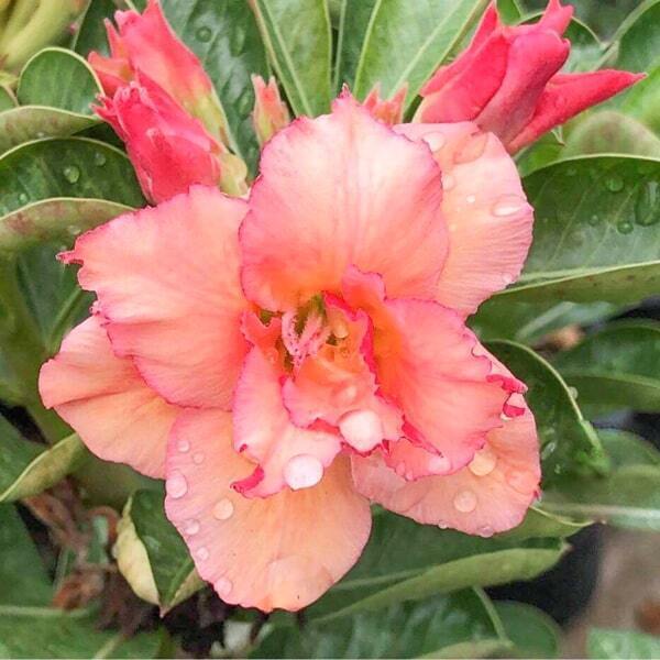 Adenium obesum SHERBET