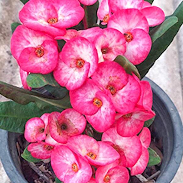 Euphorbia Milii SHOCKING PINK