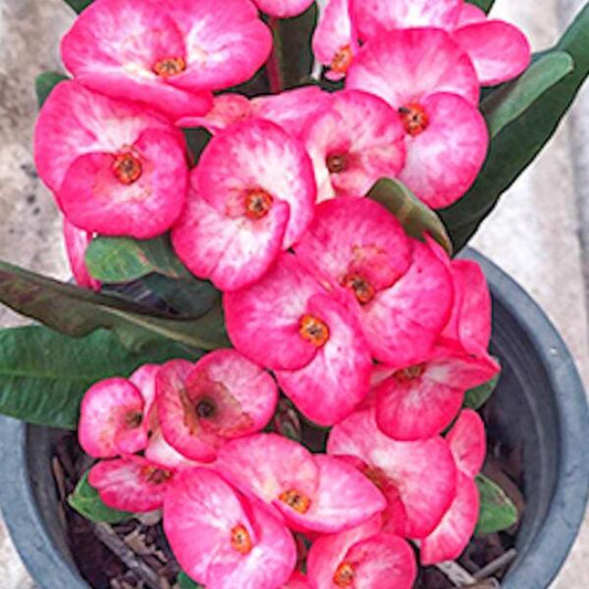 Euphorbia Milii SHOCKING PINK