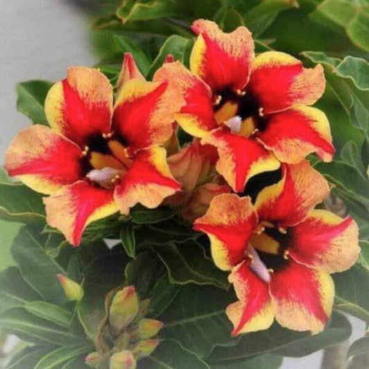 Adenium obesum SHOW GOLD