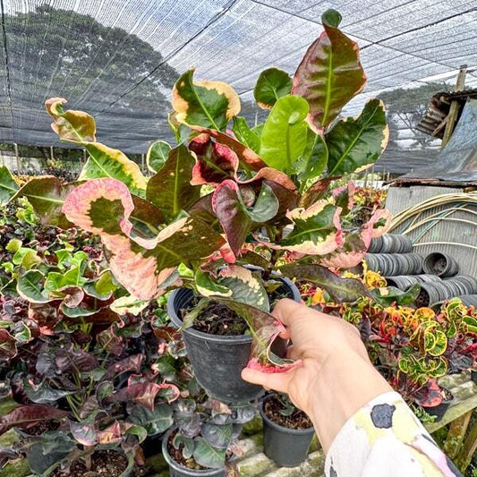 Croton SRI BANG MOT