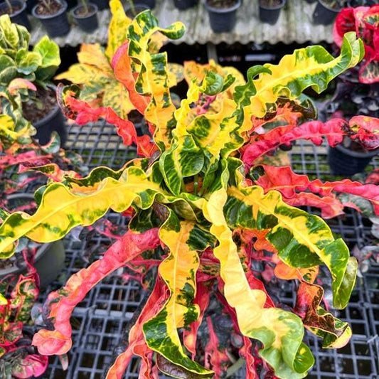 Croton SRI PHRAYA