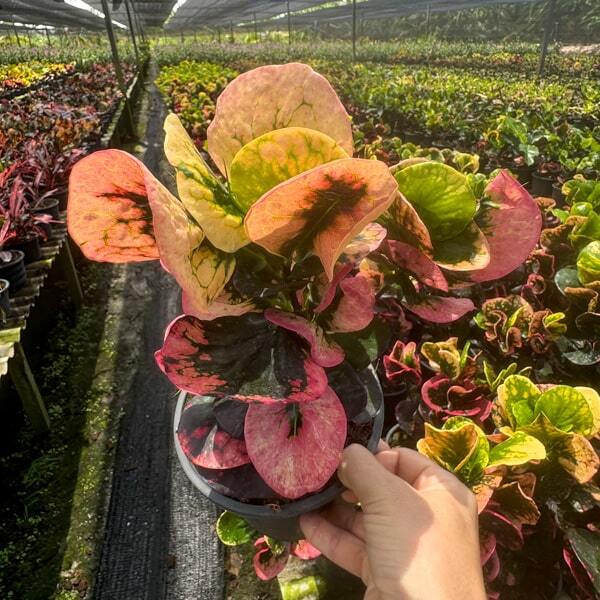Croton SRI SANGA