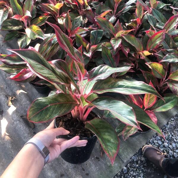 Aglaonema SIAM AURORA