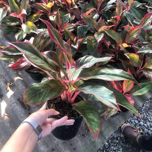 Aglaonema SIAM AURORA