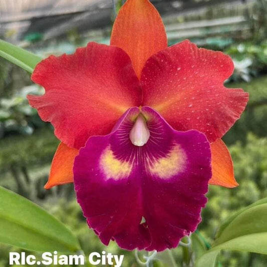 Rhyncholaeliocattleya orchid RLC. SIAM CITY RED BULL