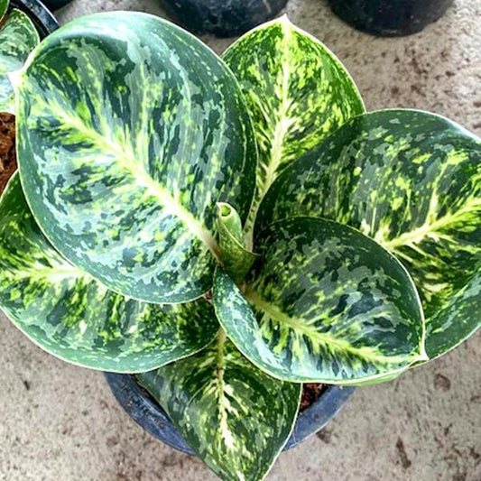 Aglaonema SIAM CONFLEX / GREEN PAPUMA