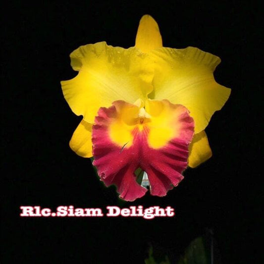 Rhyncholaeliocattleya orchid RLC. SIAM DELIGHT