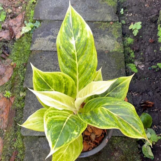 Aglaonema SIAM GOLD