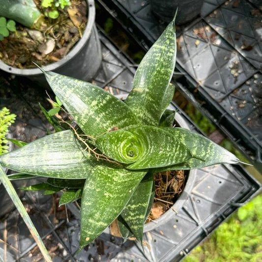 Sansevieria SIAM GREEN