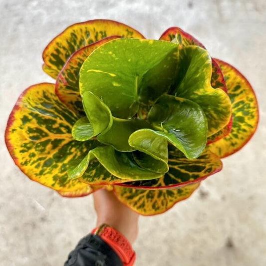 Croton SIAM LIGER