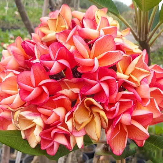 Plumeria SIAM ORANGE
