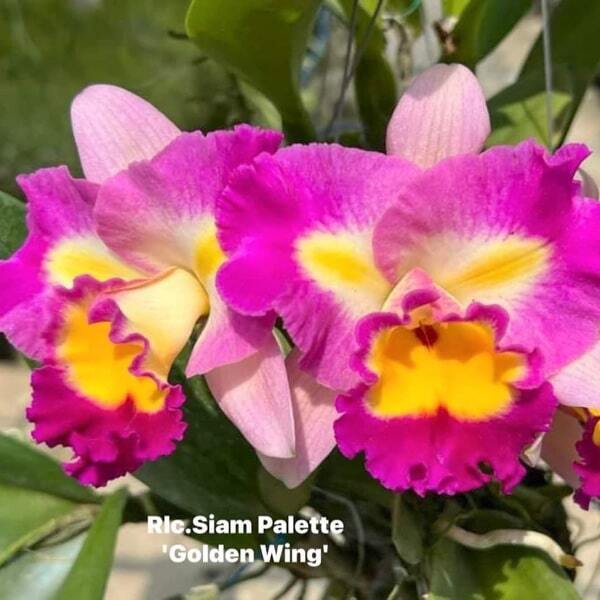 Rhyncholaeliocattleya orchid RLC. SIAM PALETTE GOLDEN WING