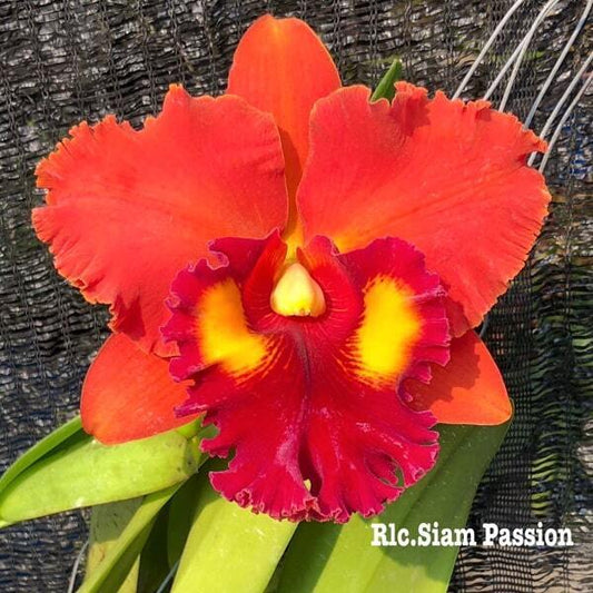 Rhyncholaeliocattleya orchid RLC. SIAM PASSION
