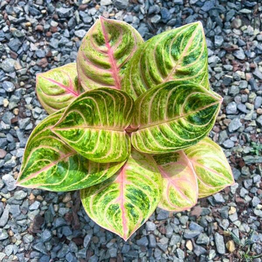 Aglaonema SIAM PERFECT