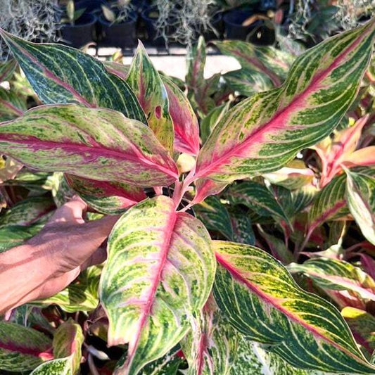 Aglaonema SIAM RED STAR