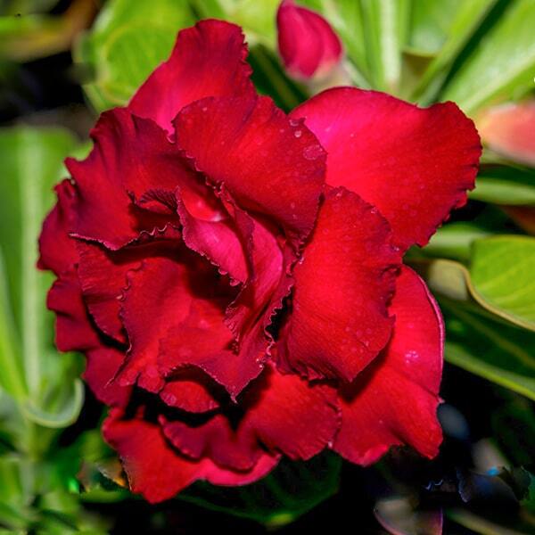 Adenium obesum SIAM ROSE