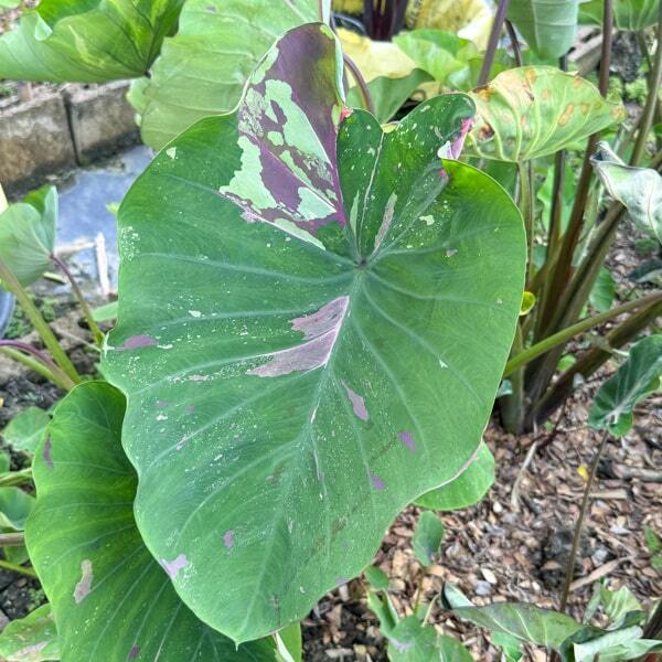 Colocasia SIAM RUBY