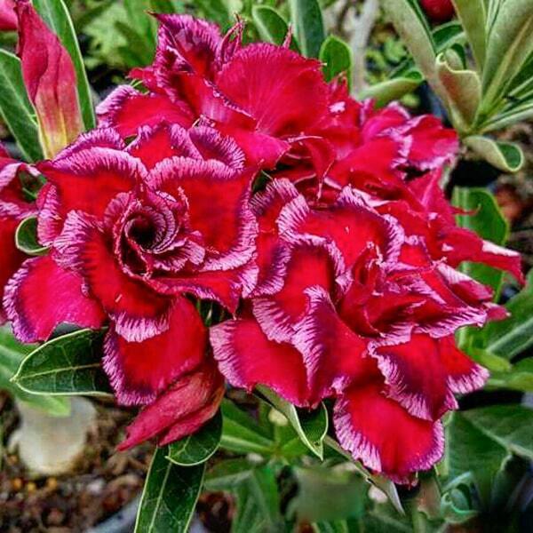 Adenium obesum SIAM WONDER
