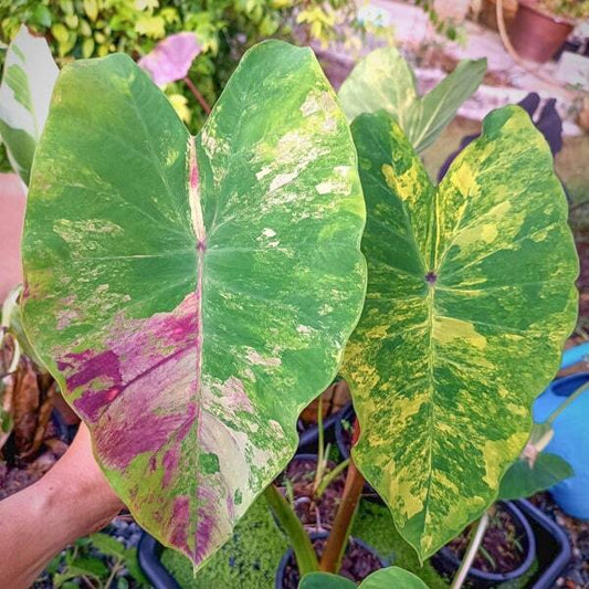 Colocasia SIAM WONDERFUL