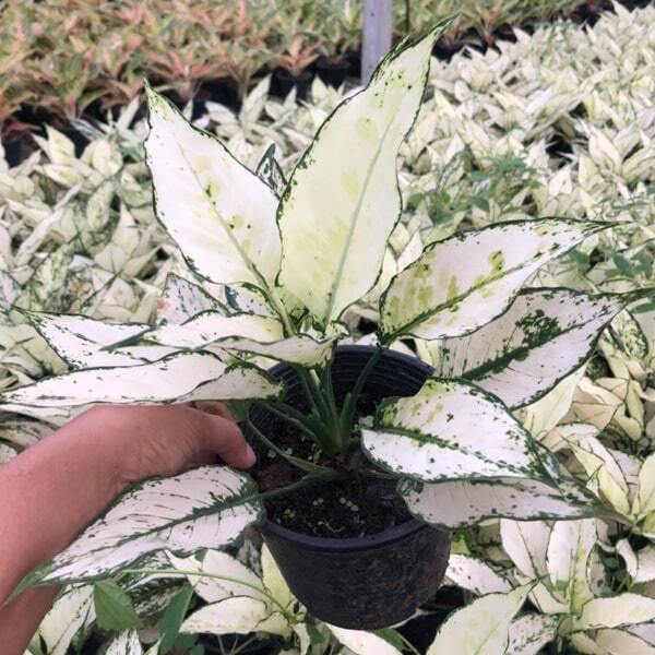 Aglaonema SIAM PARAGON
