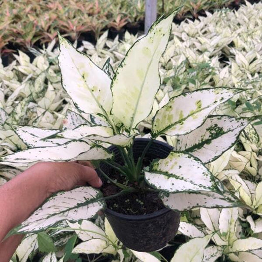 Aglaonema SIAM PARAGON