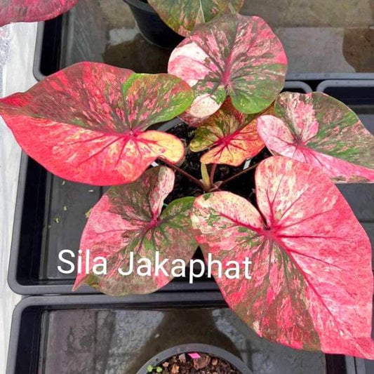 Caladium SILA JAK KRAPHAT