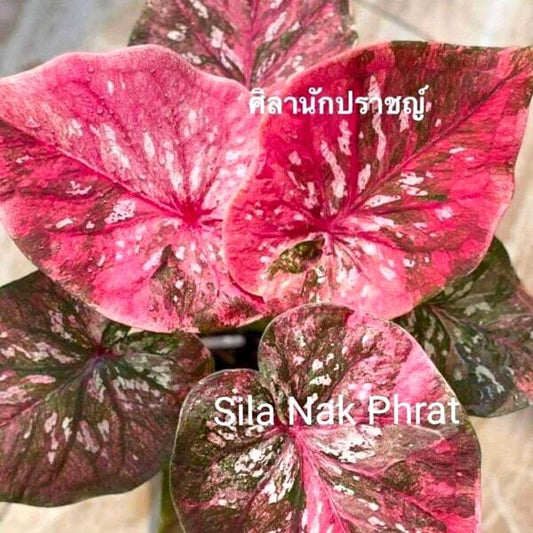 Caladium SILA NAK PHRAT