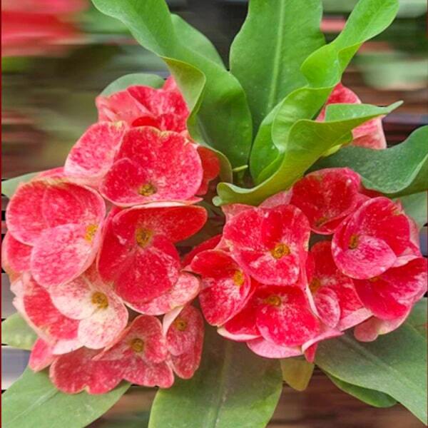 Euphorbia Milii SILA POONSAB