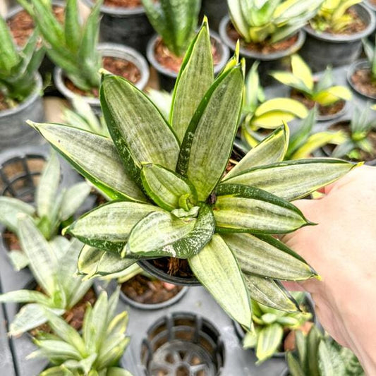 Sansevieria HAHNII SILVER FROST