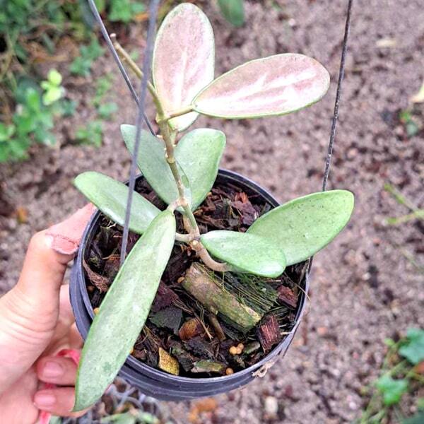 Hoya SILVER LADY