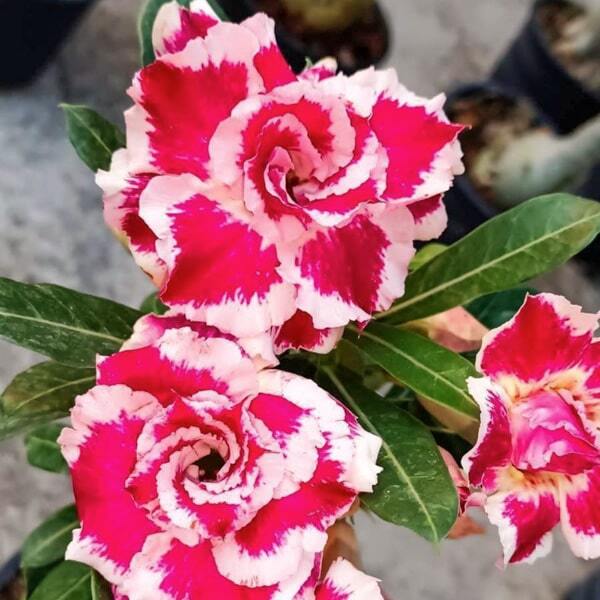 Adenium obesum SILVER ROSE