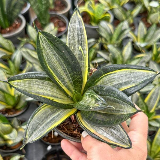 Sansevieria HAHNII SILVER ZEBRA