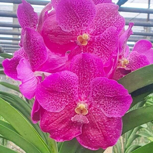 Vanda orchid V SIMIRUN X BITZS