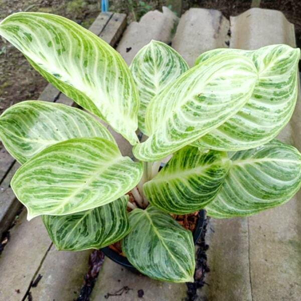 Aglaonema SEDTHEE ANGTHONG