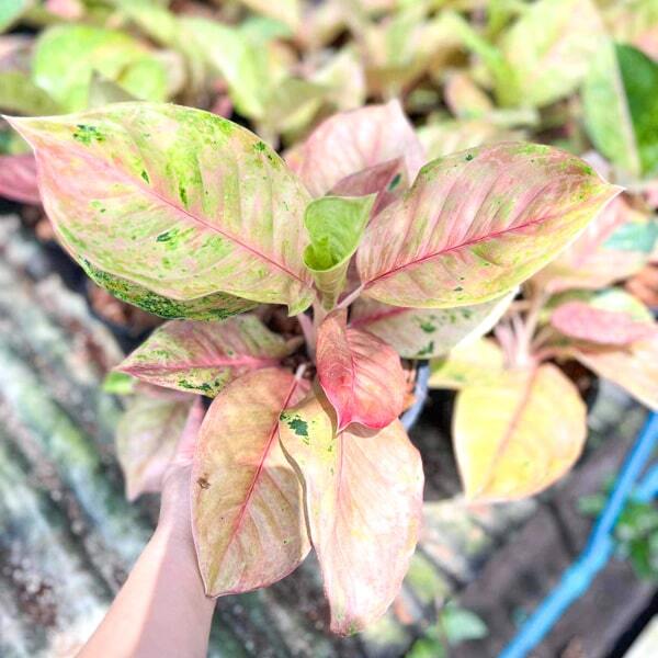 Aglaonema SKY VELVET