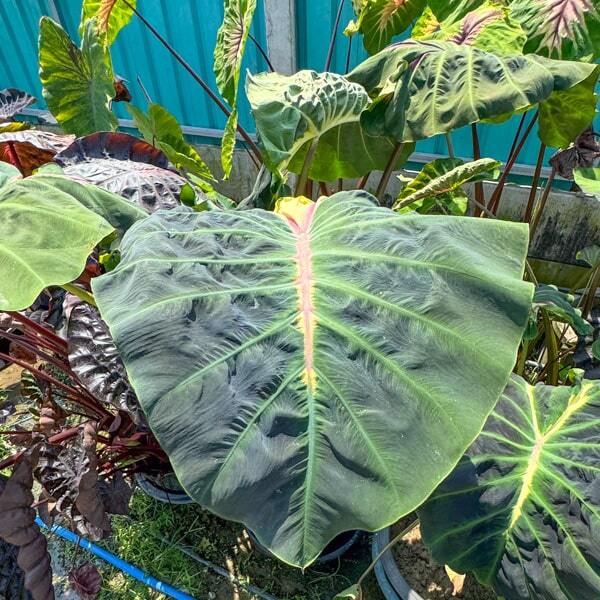 Colocasia SNAKE EYE